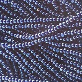 13/0 Charlotte Cut Preciosa (Czech) Bead Transparent Dark Blue Luster Strung